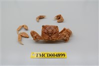 藏品(中型東方蟹)的圖片
